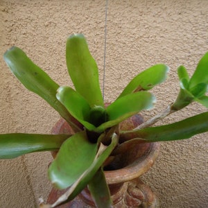 May include: A green bromeliad plant growing in a terracotta pot. The plant has long, narrow leaves and a central rosette of leaves.