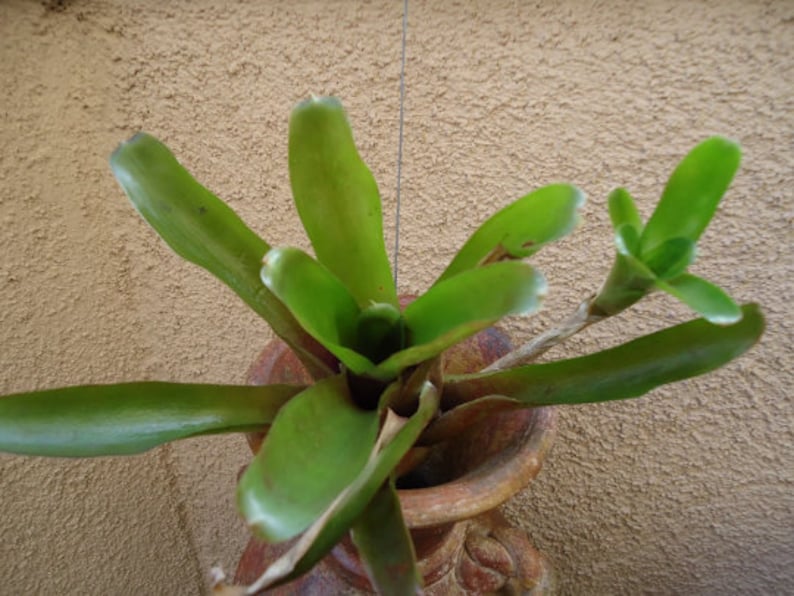 May include: A green bromeliad plant growing in a terracotta pot. The plant has long, narrow leaves and a central rosette of leaves.