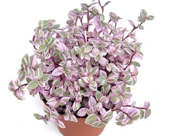 Tradescantia Pink Panther Houseplants