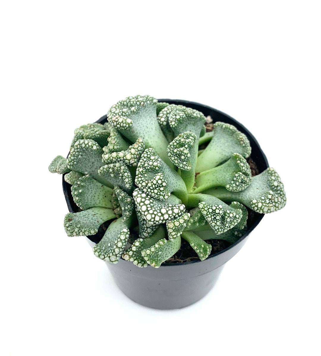 large ceramic plant pots Succulent Bowl Set of 3