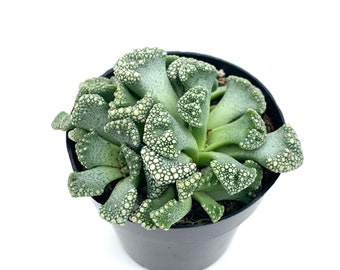 Titanopsis Calcarea Mimicry Succulents