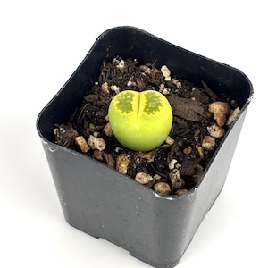 May include: A small, lime green Lithops succulent plant with a split top and mottled dark green patterns, potted in a black square plastic container filled with dark brown potting soil and small pebbles, centered against a plain white background.