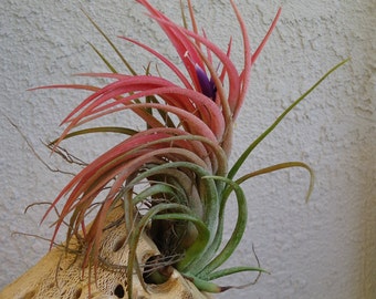 Tillandsia Victoriana Air Plant