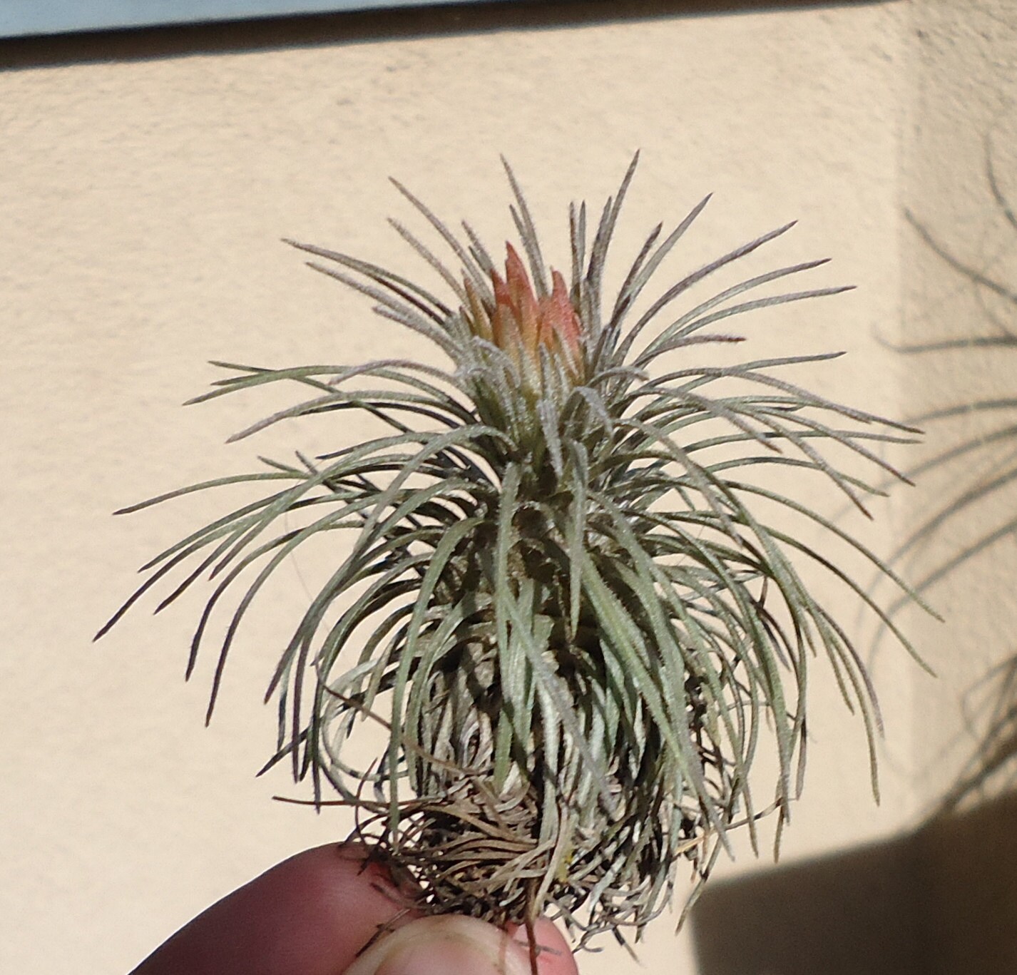 Tillandsia atroviridipetala | Air Plant | plant lust Tillandsia