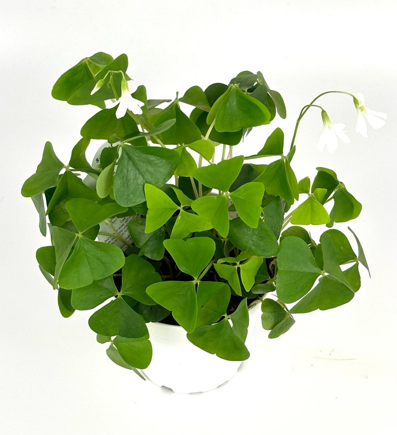 Shamrock Oxalis Triangularis Good Luck Houseplant, 4 Pot image 2