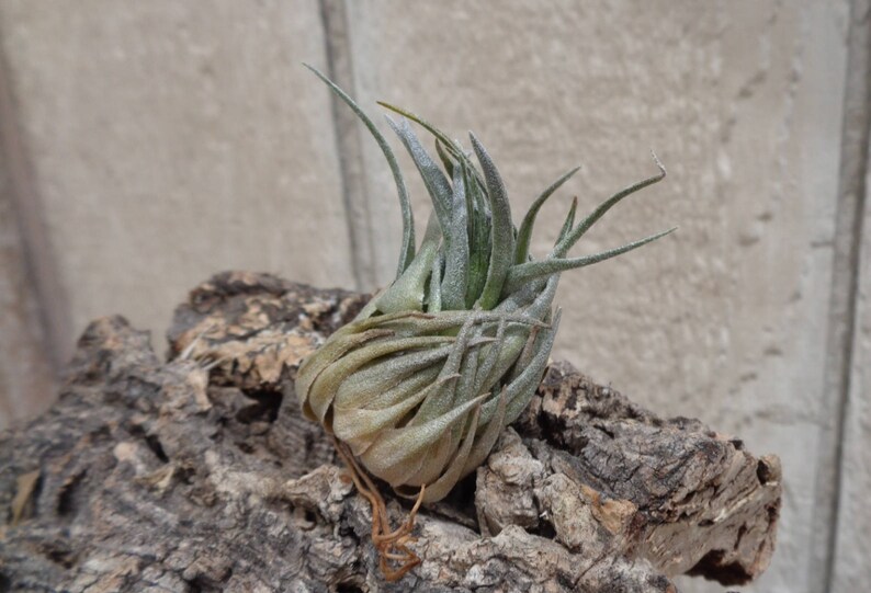 Tillandsia Kautskyi Rare Air Plants image 1