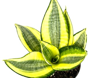 Sansaveria Hahnii Gold Star Live Potted Houseplants Air Purifying