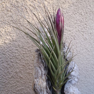 Tillandsia Seideliana Air Plants image 2