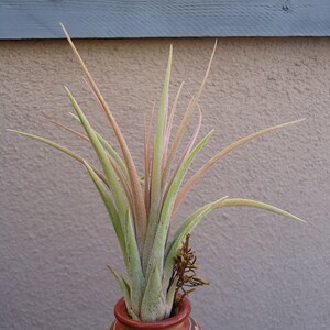 Tillandsia Fasciculata x Ionantha Air Plants image 3