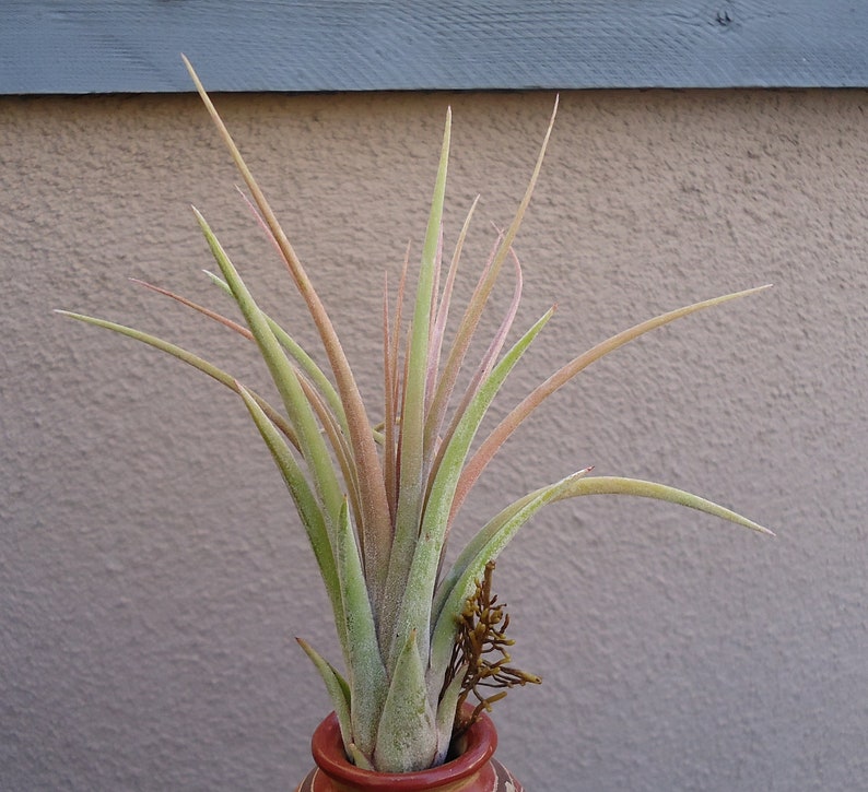 Tillandsia Fasciculata x Ionantha Air Plants image 3