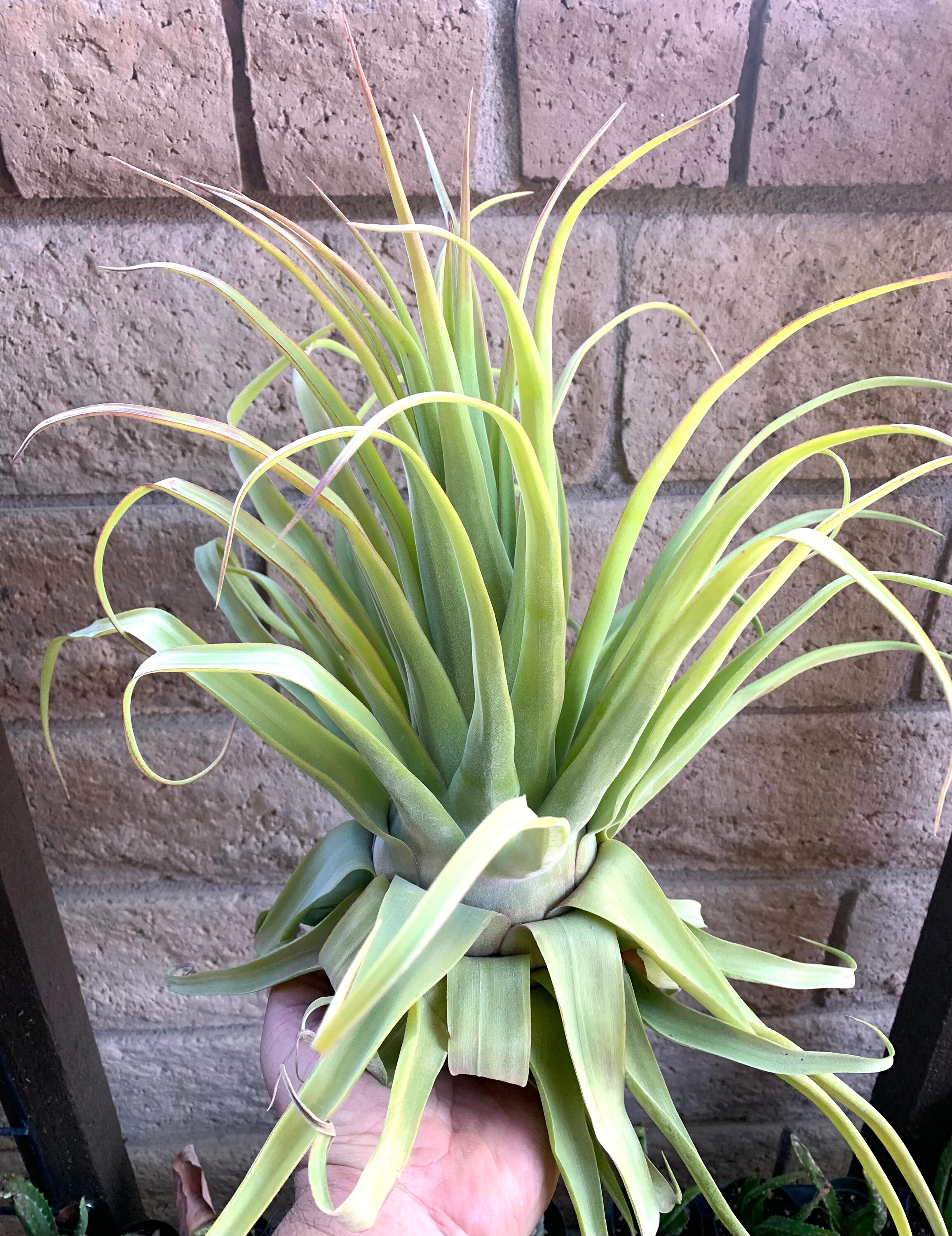 Tillandsia streptophylla - Streptophylla Belize Air x Plants