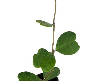 Sweet Heart Houseplant Hoya Kerrii Vine