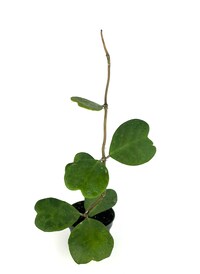 Sweet Heart Houseplant Hoya Kerrii Vine