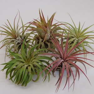 5 Pack Tillandsia Ionantha Rubra Air Plants