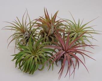 5 Pack Tillandsia Ionantha Rubra Air Plants