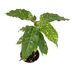 Ficus Aspera Clown Fig Live Potted House Plants