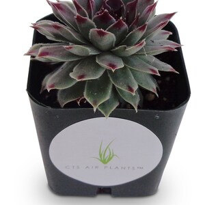 Sempervivum Calcareum Succulents image 2