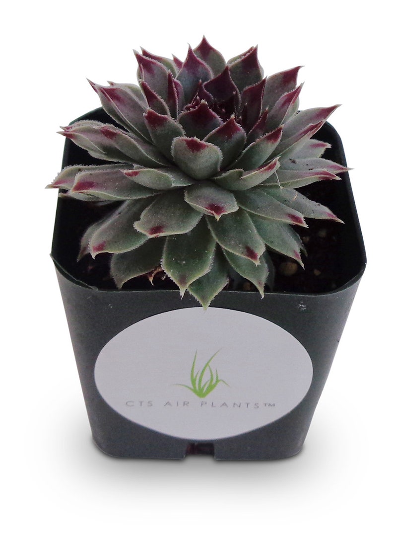 Sempervivum Calcareum Succulents image 2