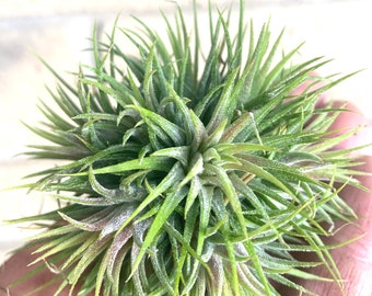 Ionantha Star Clump/Ball Air Plants