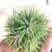 see more listings in the Air Plants/Bromeliads section