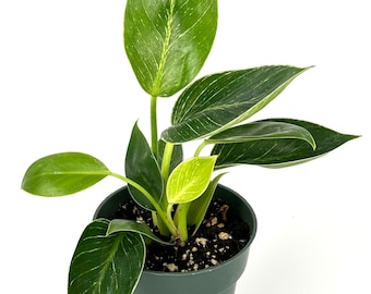 Philodendron Birkin Variegated Air Purifying Houseplant, 4" Pot.