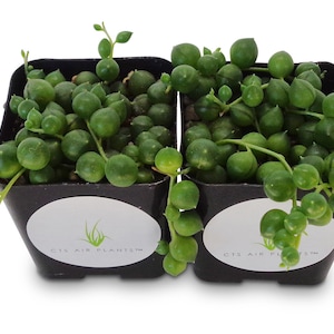 String of Pearls Succulents Senecio Rowleyanus 2 Pack in 2&quot; Pots