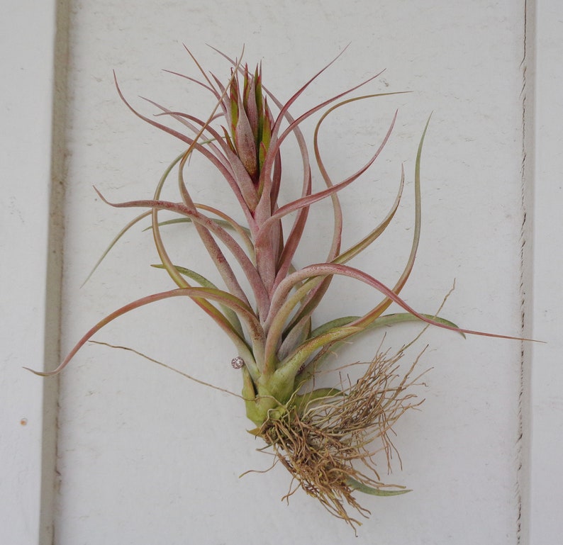 Tillandsia Kuntziana Air Plants | Etsy