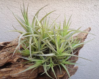 Tillandsia Aeranthos Bronze Clump/Ball Air Plants