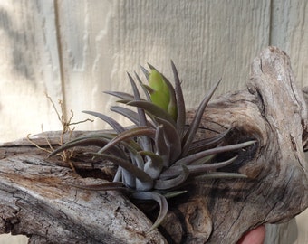 Tillandsia Neglecta Red Giant