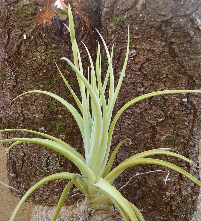 Tillandsia Micans Hybrid Air Plants image 4