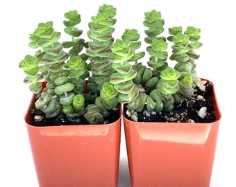 Baby Necklace Succulent-Crassula Marnieriana x Perforata 2 pack in 2" Pots