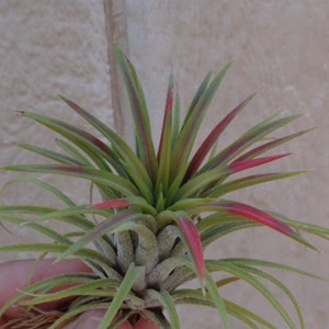 Tillandsia Ionantha Mardi Gras Air Plants