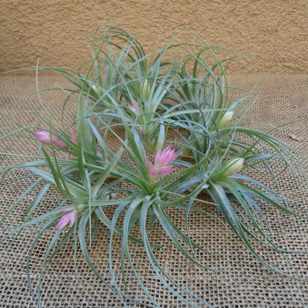 10 Pack Tillandsia Stricta Air Plant SALE FREE SHIPPING