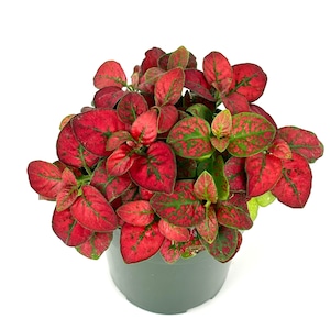 Hypoestes Red Splash Live Potted House Plants Air Purifying