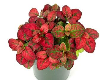 Hypoestes Red Splash Live Potted House Plants Air Purifying, 2" Pot