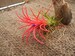 Tillandsia Ionantha Fuego Air Plants 