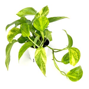 Puede incluir: Una planta de interior con hojas variegadas verdes y amarillas. La planta est&aacute; en una maceta blanca sobre un fondo blanco. Las hojas tienen forma de coraz&oacute;n. Ideal para interiores.