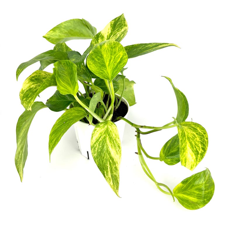 Puede incluir: Una planta de interior con hojas variegadas verdes y amarillas. La planta est&aacute; en una maceta blanca sobre un fondo blanco. Las hojas tienen forma de coraz&oacute;n. Ideal para interiores.