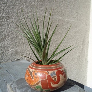 Tillandsia Tenuifolia Blue image 2