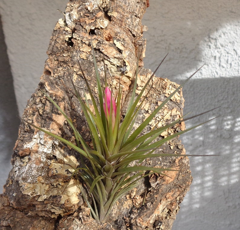 Tillandsia Tenuifolia Blue image 3