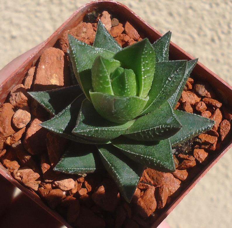 Haworthia Resendeana