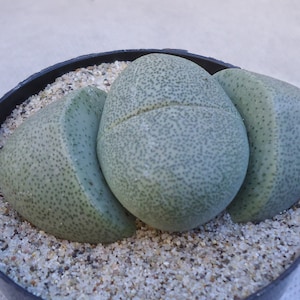 Split Rock Pleiospilos Nelii Mimicry Succulents