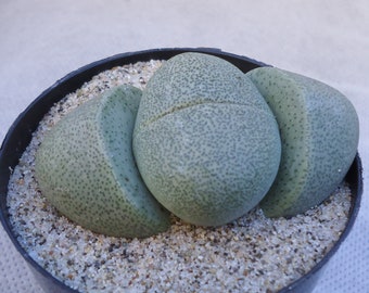 Split Rock Pleiospilos Nelii Mimicry Succulents