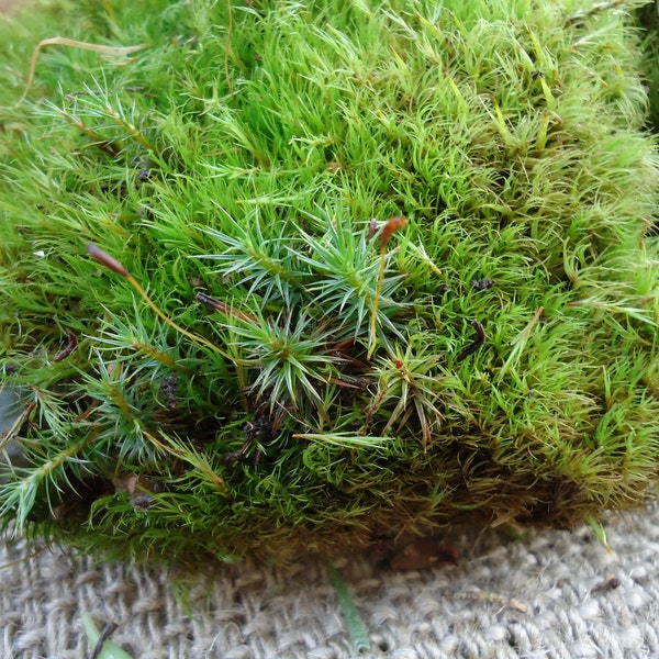 Pillow Moss For Floral Arrangements Terrariums House Plants