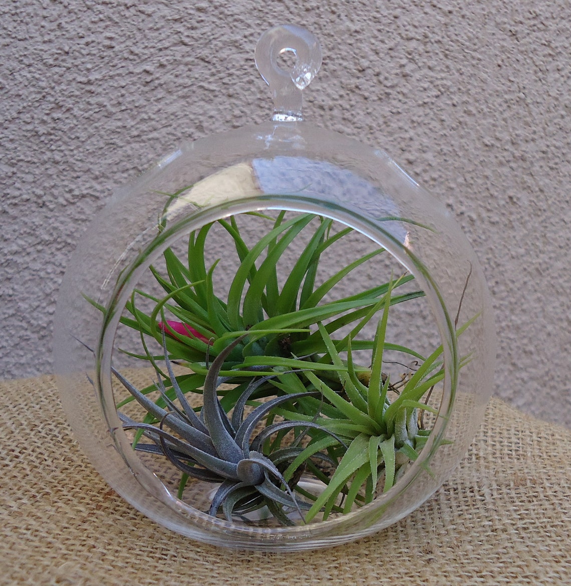 4.5 Glass Plant Orb/Terrarium Kit. Etsy