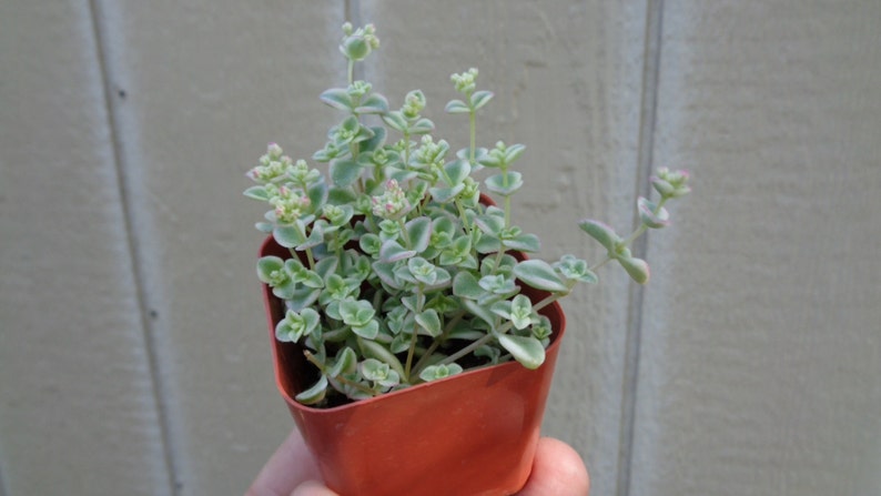 Sedum Little Missy Succulents in 4 Pot