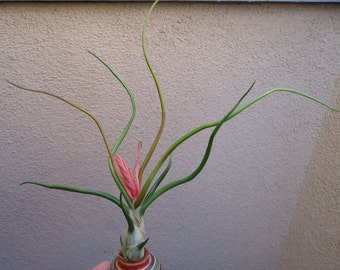 Large Bulbosa Belize