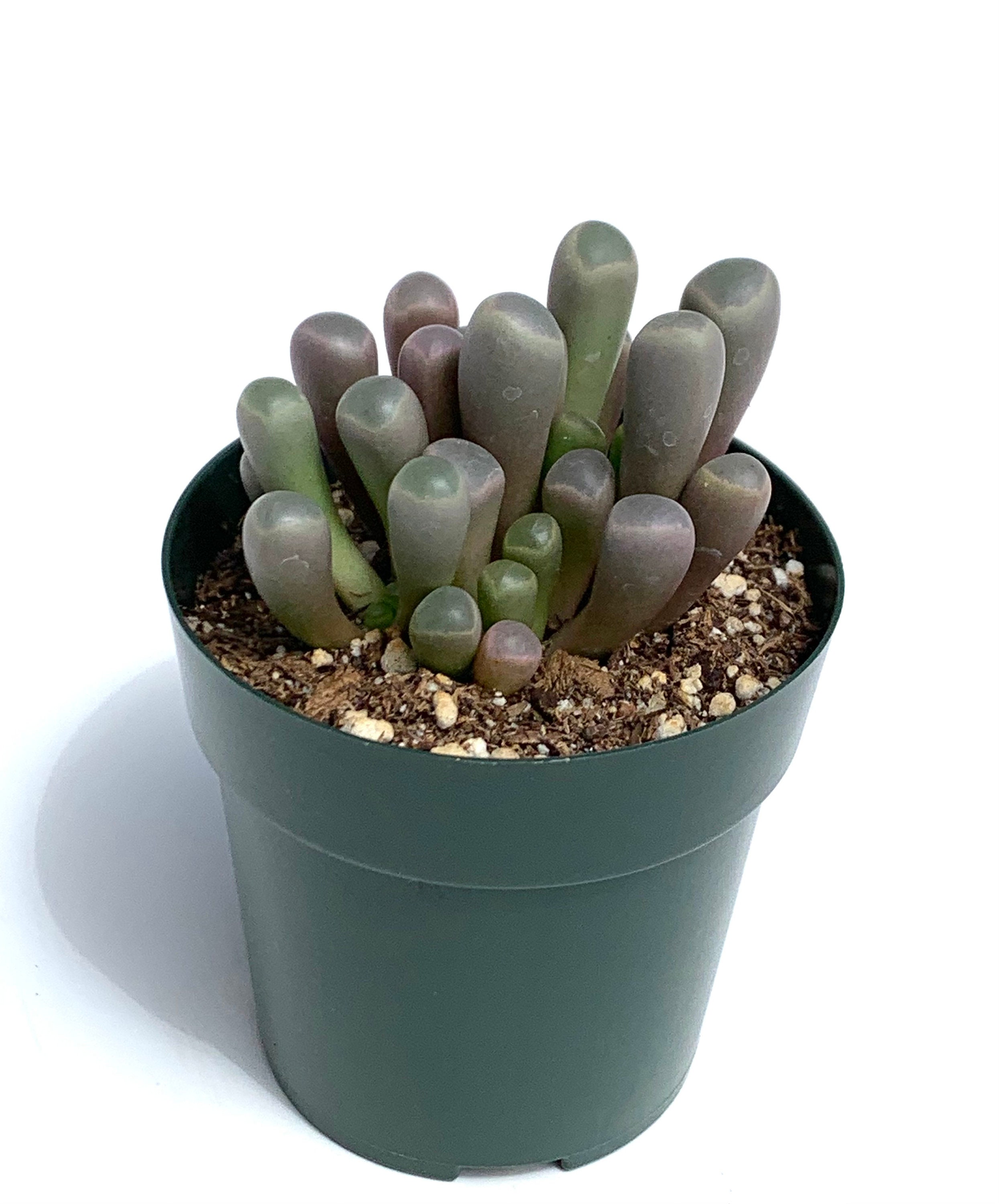 Baby Toes Succulent Fenestraria Rhopalophylla Live Potted Plant - Etsy