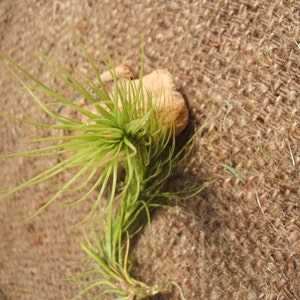 Tillandsia Funkiana Air Plant image 4