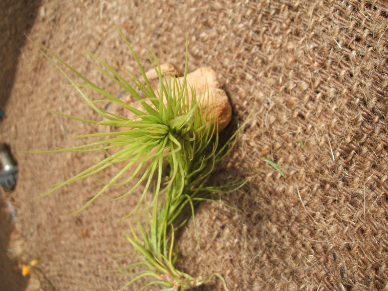 Tillandsia Funkiana Air Plant image 4